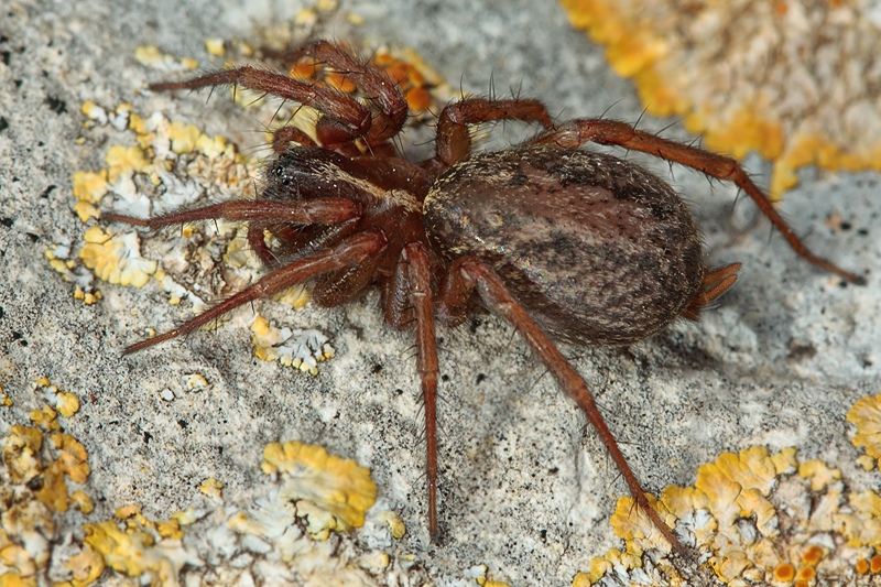 Femmina di Lycosoides coarctata (Agelenidae) - Malta